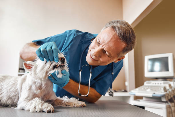 Best Walk-In Emergency Dental Services in Brighton, MI